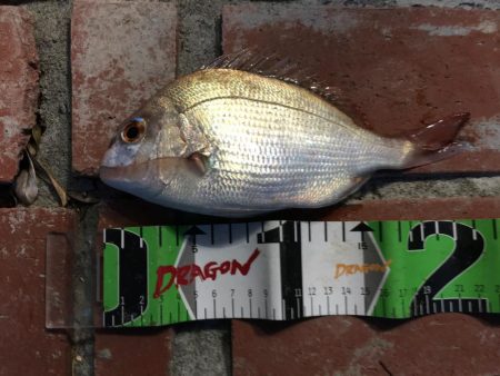 真鯛、良型アジ（28㎝）