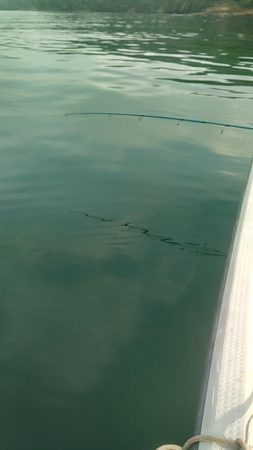 船サビキ釣りでアジ狙い