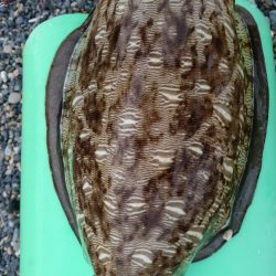 モンゴウイカ5杯