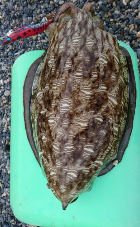 モンゴウイカ５杯