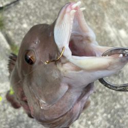 エビでコブダイ