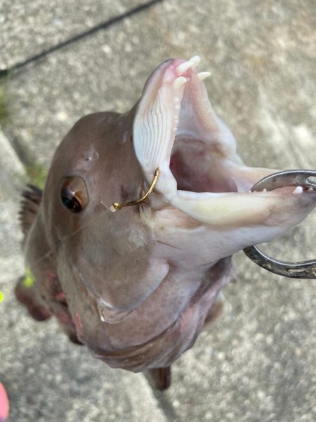 エビでコブダイ