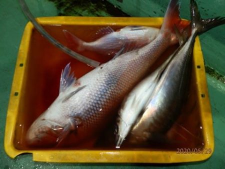 第二むつ漁丸 釣果