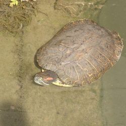 近所の水路で入れ食いを楽しむ