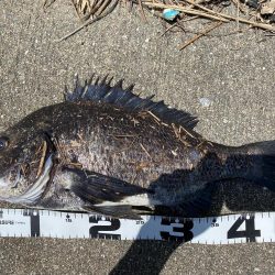 イチノ兄弟、釣果!