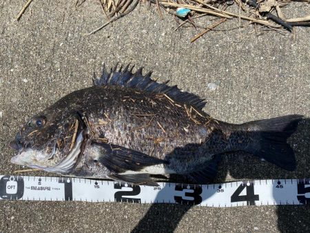 イチノ兄弟、釣果!