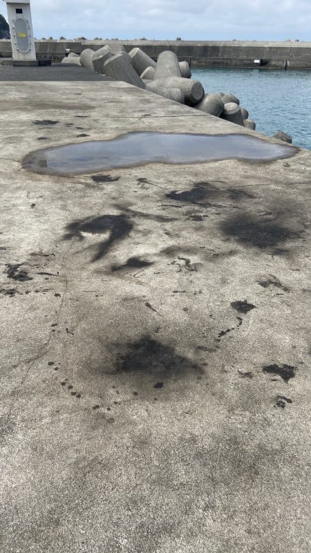 昼間にコウイカつり