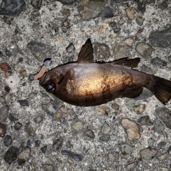 久々の漁港めぐり