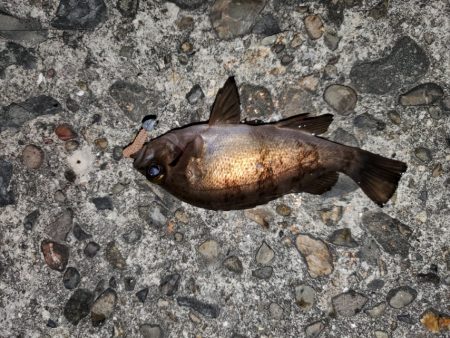 久々の漁港めぐり