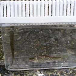 近所の水路で入れ食いを楽しむ(2)