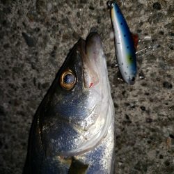 シーバス朝まずめ