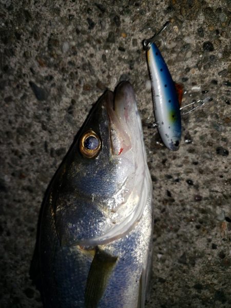 シーバス朝まずめ