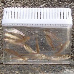 近所の水路で入れ食いを楽しむ(3)