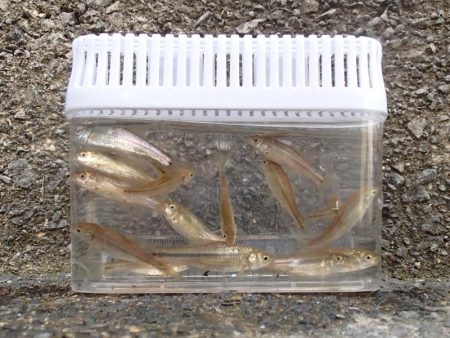 近所の水路で入れ食いを楽しむ(3)