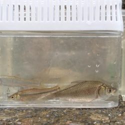 近所の水路で入れ食いを楽しむ(4)