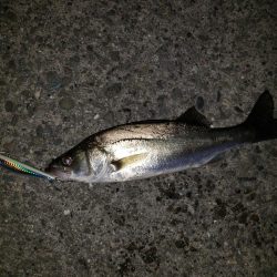 シーバスナイトゲーム