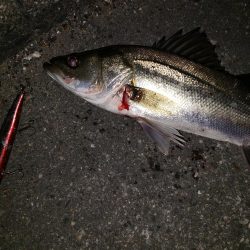 シーバスナイトゲーム