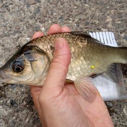 念願のバラタナゴGet!