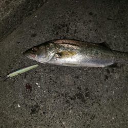 シーバスナイトゲーム+おまけ