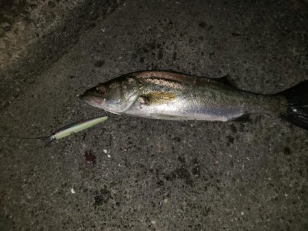 シーバスナイトゲーム+おまけ