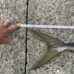 青物ラッシュ!!神戸沖堤防にて