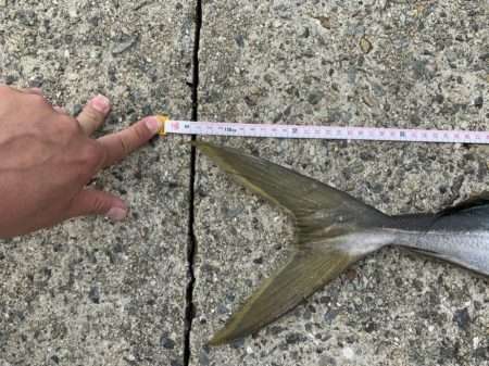 青物ラッシュ!!神戸沖堤防にて