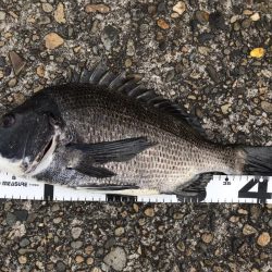 イチノ兄弟、釣果！