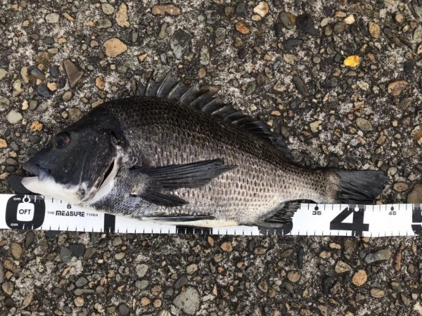 イチノ兄弟、釣果！