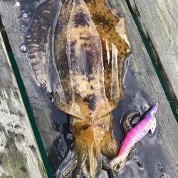 初親イカ＋キロアップ