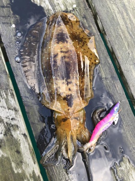 初親イカ＋キロアップ