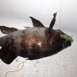 オフショアライトフィッシング