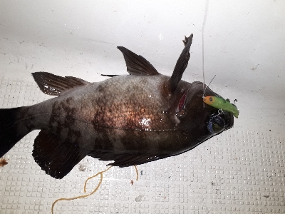 オフショアライトフィッシング