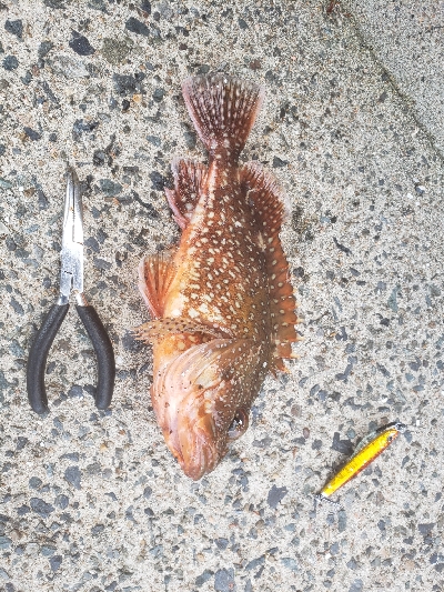 久しぶりの投稿です。