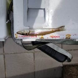 自粛中につき県内です