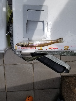 自粛中につき県内です