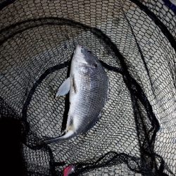 自粛明けブリームゲーム