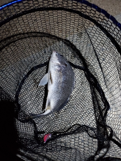 自粛明けブリームゲーム