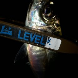 三密ポイントを回避してからのアジング