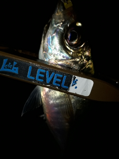 三密ポイントを回避してからのアジング