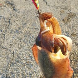 コウイカの親イカ