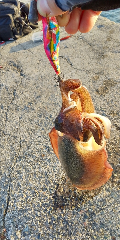 コウイカの親イカ