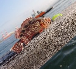 南港ガシリング