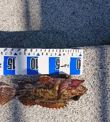 南港ガシリング