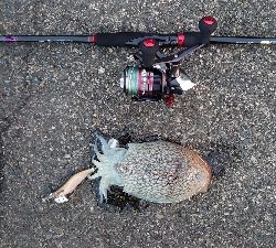 キロアップ紋甲イカ