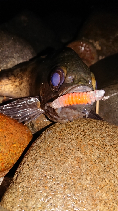 メバルはとりあえずクリア系で！