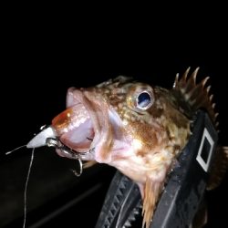 コスモ　ガシリング