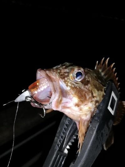 コスモ　ガシリング