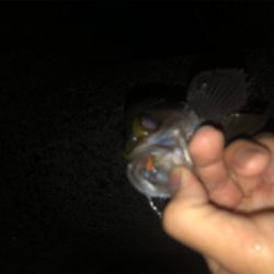 メバリング春爆!