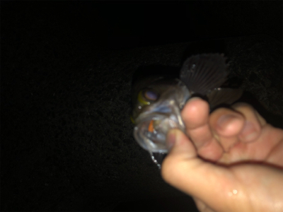 メバリング春爆!