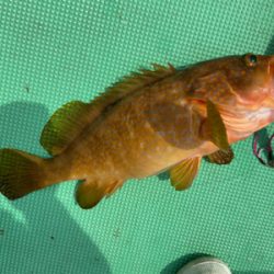 ジギング&LJで高級魚五目達成！